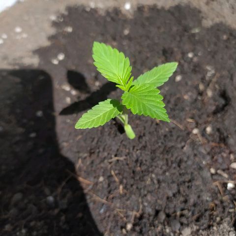 Frisian Duck (Dutch Passion) growlog timeline photo