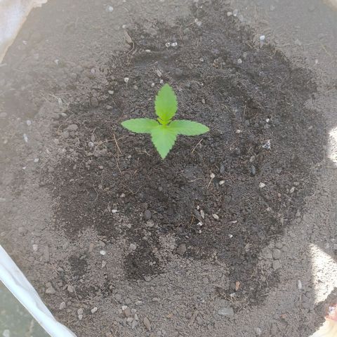 Frisian Duck (Dutch Passion) growlog timeline photo
