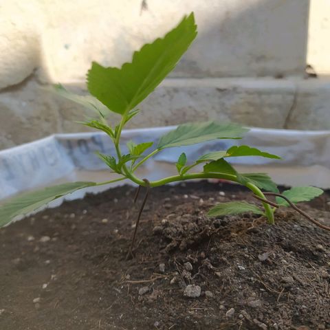 Frisian Duck (Dutch Passion) growlog timeline photo