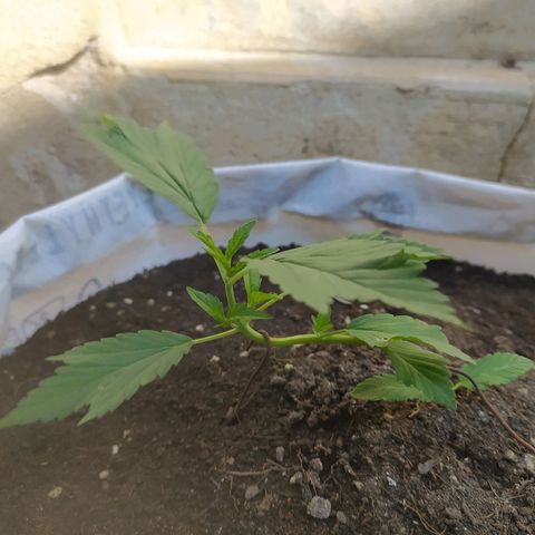 Frisian Duck (Dutch Passion) growlog timeline photo