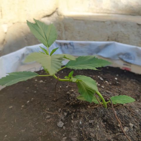 Frisian Duck (Dutch Passion) growlog timeline photo