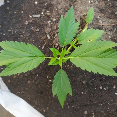 Frisian Duck (Dutch Passion) growlog timeline photo