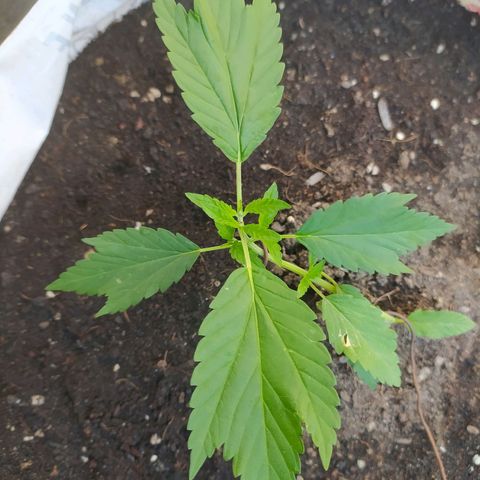 Frisian Duck (Dutch Passion) growlog timeline photo