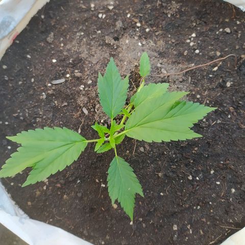 Frisian Duck (Dutch Passion) growlog timeline photo