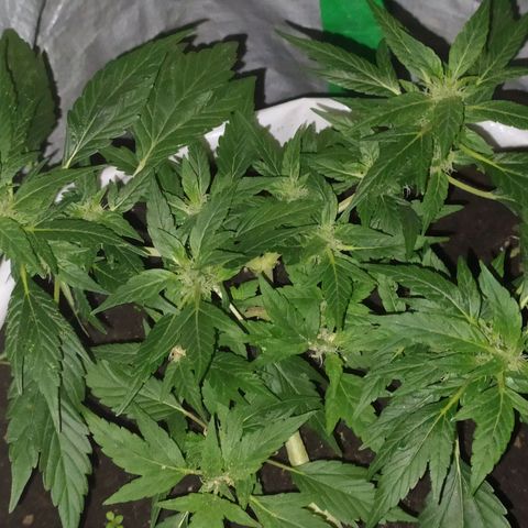Frisian Duck (Dutch Passion) growlog timeline photo