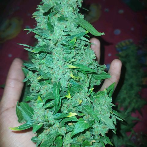 Frisian Duck (Dutch Passion) growlog timeline photo