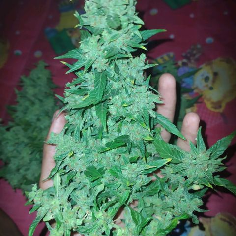 Frisian Duck (Dutch Passion) growlog timeline photo