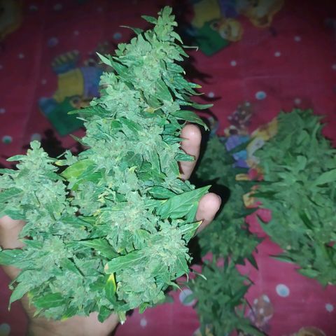 Frisian Duck (Dutch Passion) growlog timeline photo