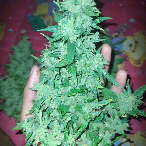 Frisian Duck (Dutch Passion) growlog timeline photo