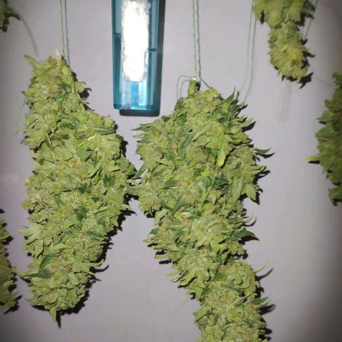 Frisian Duck (Dutch Passion) growlog timeline photo