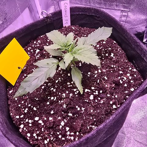 Cosmos F1 growlog timeline photo
