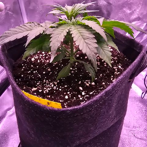 Cosmos F1 growlog timeline photo