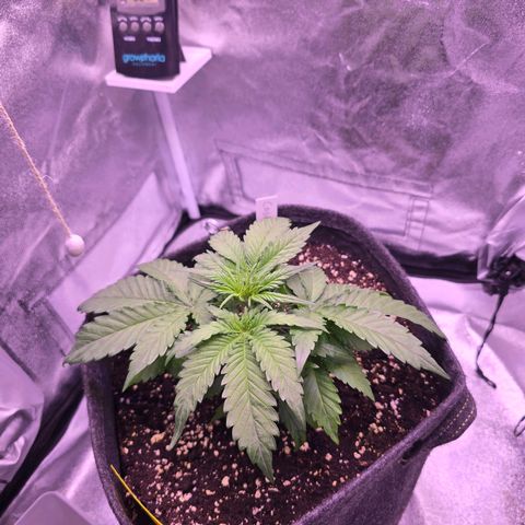 Cosmos F1 growlog timeline photo