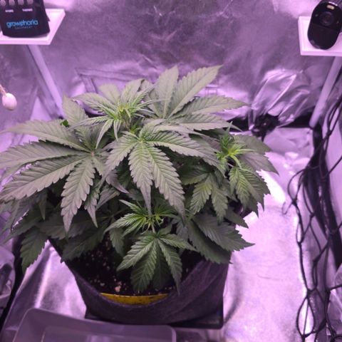 Cosmos F1 growlog timeline photo