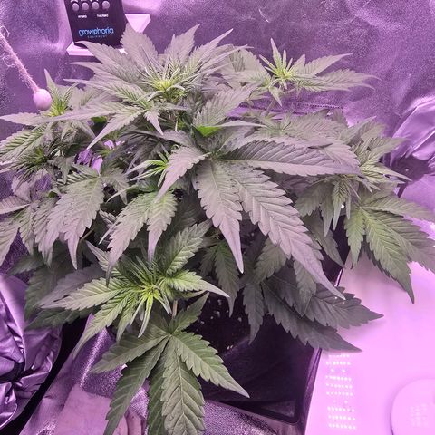 Cosmos F1 growlog timeline photo