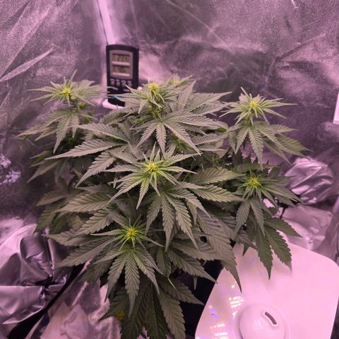 Cosmos F1 growlog timeline photo
