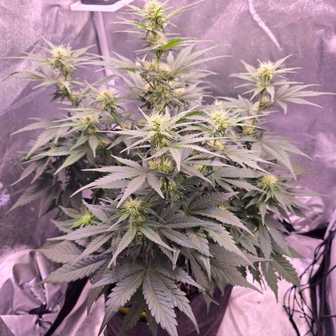 Cosmos F1 growlog timeline photo