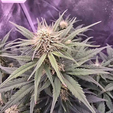 Cosmos F1 growlog timeline photo