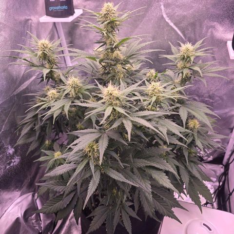Cosmos F1 growlog timeline photo