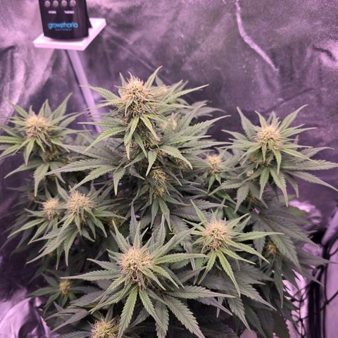 Cosmos F1 growlog timeline photo
