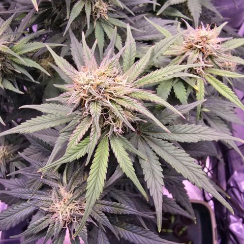 Cosmos F1 growlog timeline photo