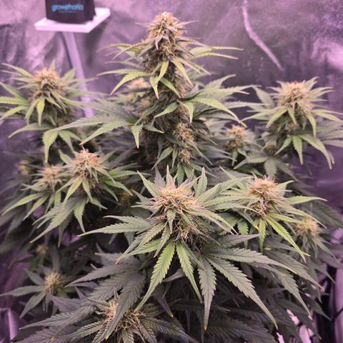 Cosmos F1 growlog timeline photo