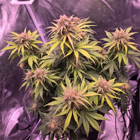 Cosmos F1 growlog timeline photo