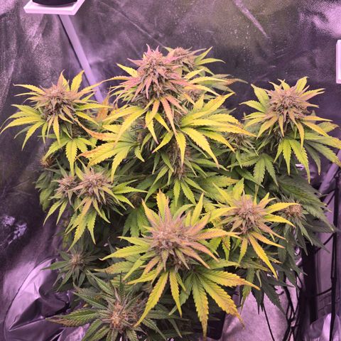 Cosmos F1 growlog timeline photo