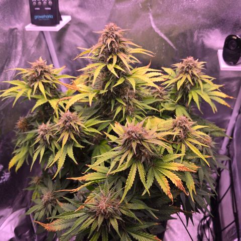 Cosmos F1 growlog timeline photo
