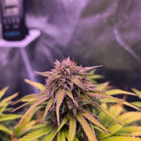 Cosmos F1 growlog timeline photo