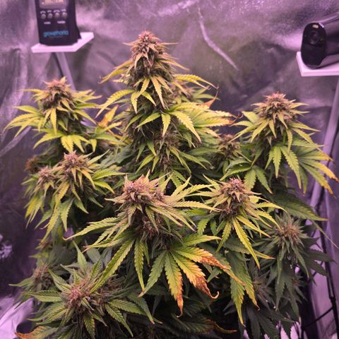 Cosmos F1 growlog timeline photo