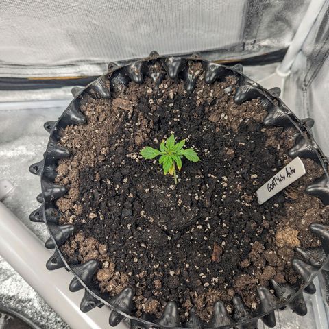 GOAT'lato Auto growlog timeline photo