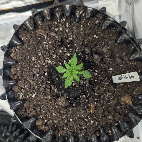 GOAT'lato Auto growlog timeline photo
