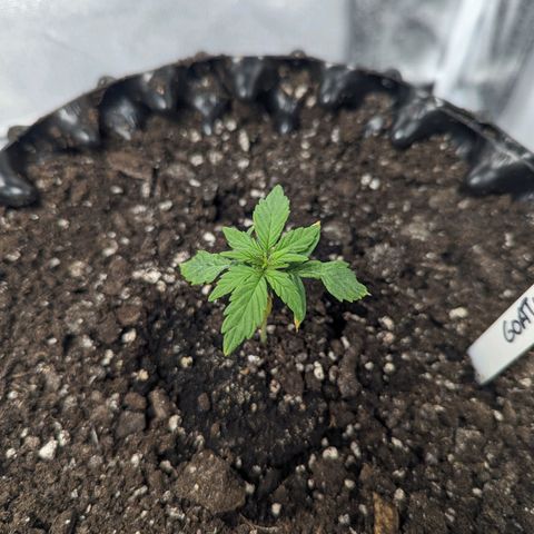 GOAT'lato Auto growlog timeline photo