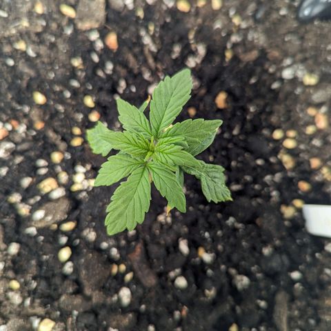 GOAT'lato Auto growlog timeline photo
