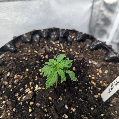 GOAT'lato Auto growlog timeline photo