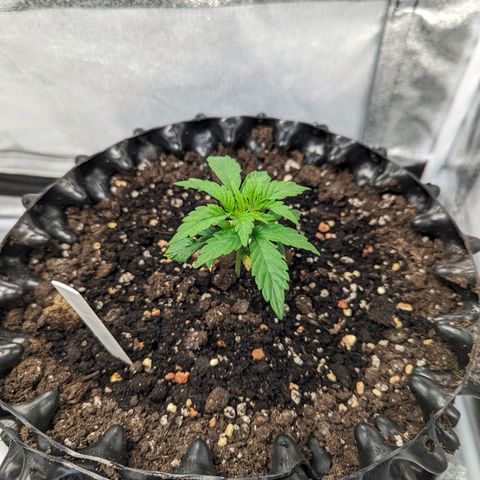 GOAT'lato Auto growlog timeline photo