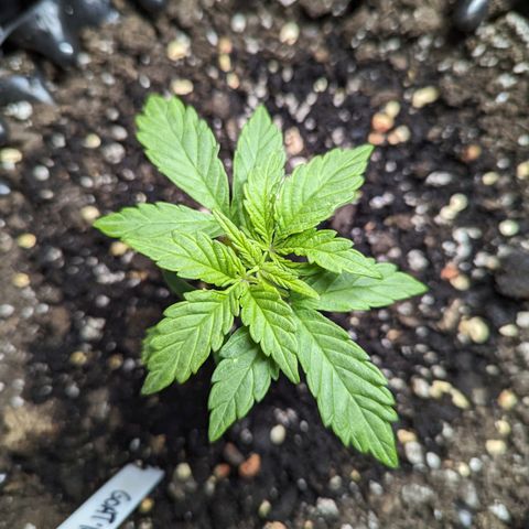 GOAT'lato Auto growlog timeline photo