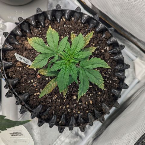 GOAT'lato Auto growlog timeline photo