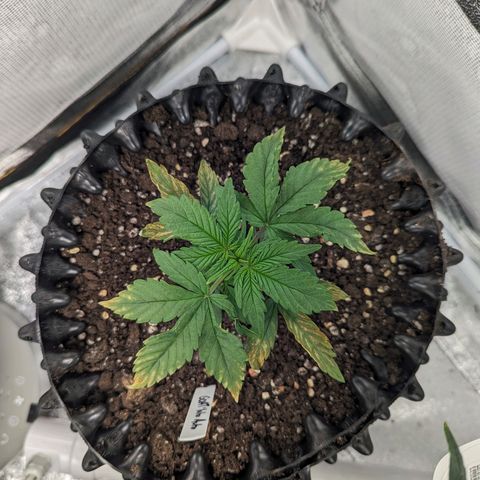 GOAT'lato Auto growlog timeline photo