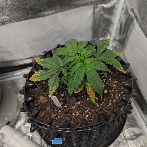GOAT'lato Auto growlog timeline photo