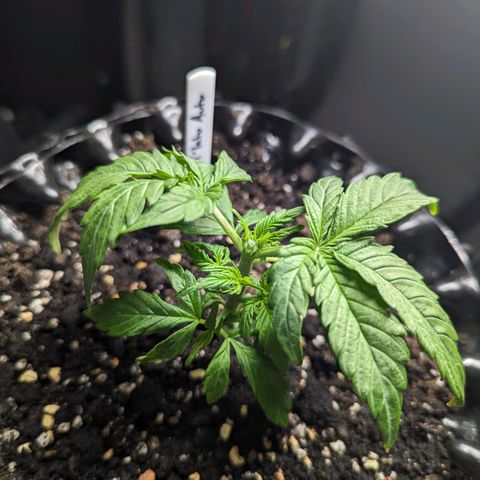 GOAT'lato Auto growlog timeline photo
