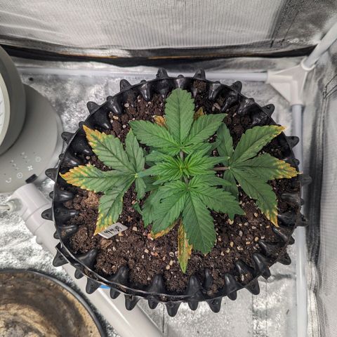 GOAT'lato Auto growlog timeline photo