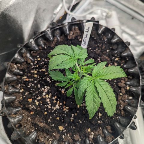 GOAT'lato Auto growlog timeline photo