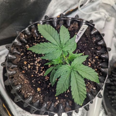 GOAT'lato Auto growlog timeline photo