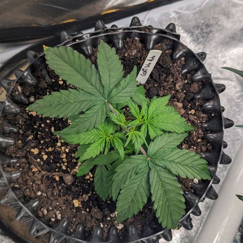 GOAT'lato Auto growlog timeline photo