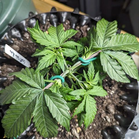 GOAT'lato Auto growlog timeline photo
