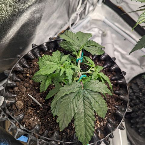 GOAT'lato Auto growlog timeline photo