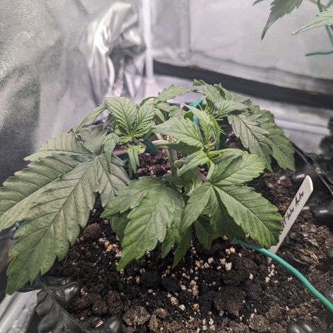 GOAT'lato Auto growlog timeline photo