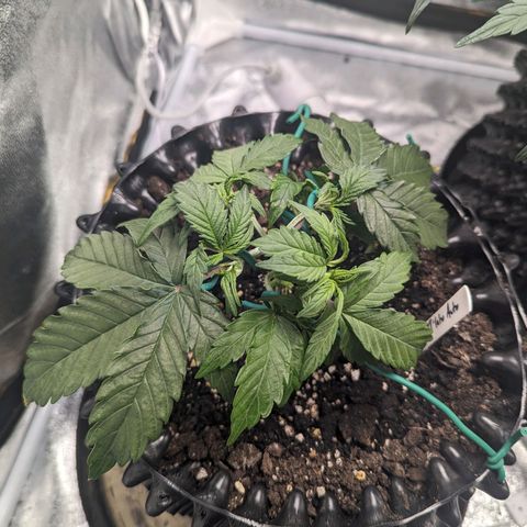 GOAT'lato Auto growlog timeline photo